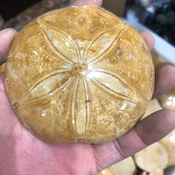 

1pcs Natural Polished Starfish Fossil Asteroid Stone Fossils