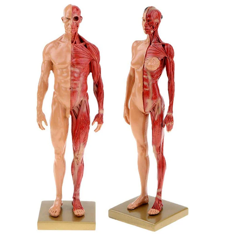 30cm Resin Human Anatomy Muscle Skeleton Model Dropshipping | Канцтовары для офиса и дома