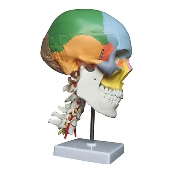 

4D human anatomy skeleton anatomical model for sale skull with colored bones cervical vertebra Beige Sculpture Medical supplies