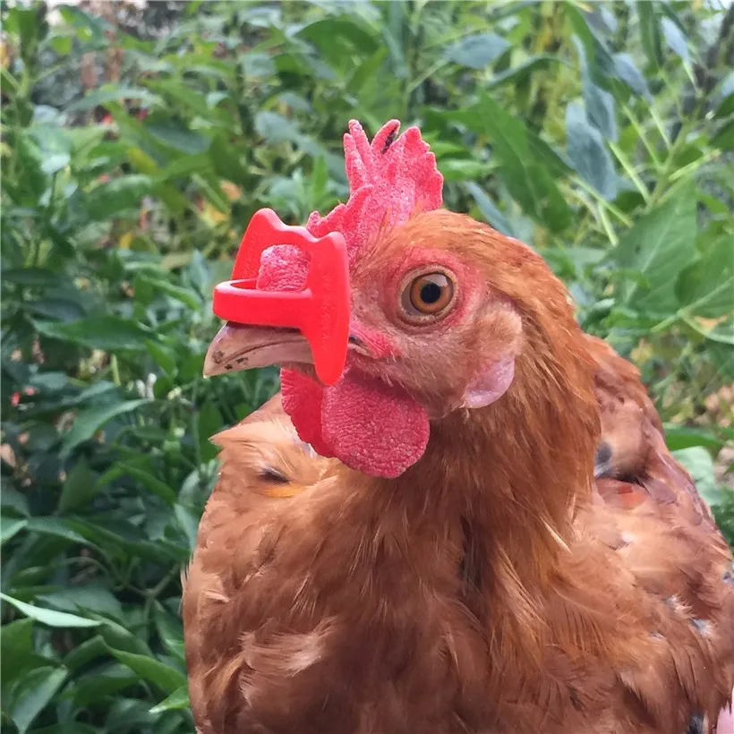 20pcs Red Chicken Eyes Glasses Livestock Avoid Hen Pecking Poultry Plastic 