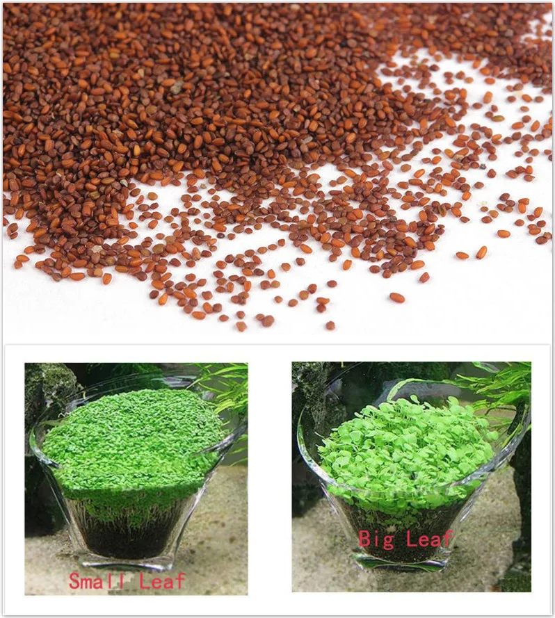 Декоративные семена аквариумных растений Glossostigma Hemianthus Callitrichoides легко растущие
