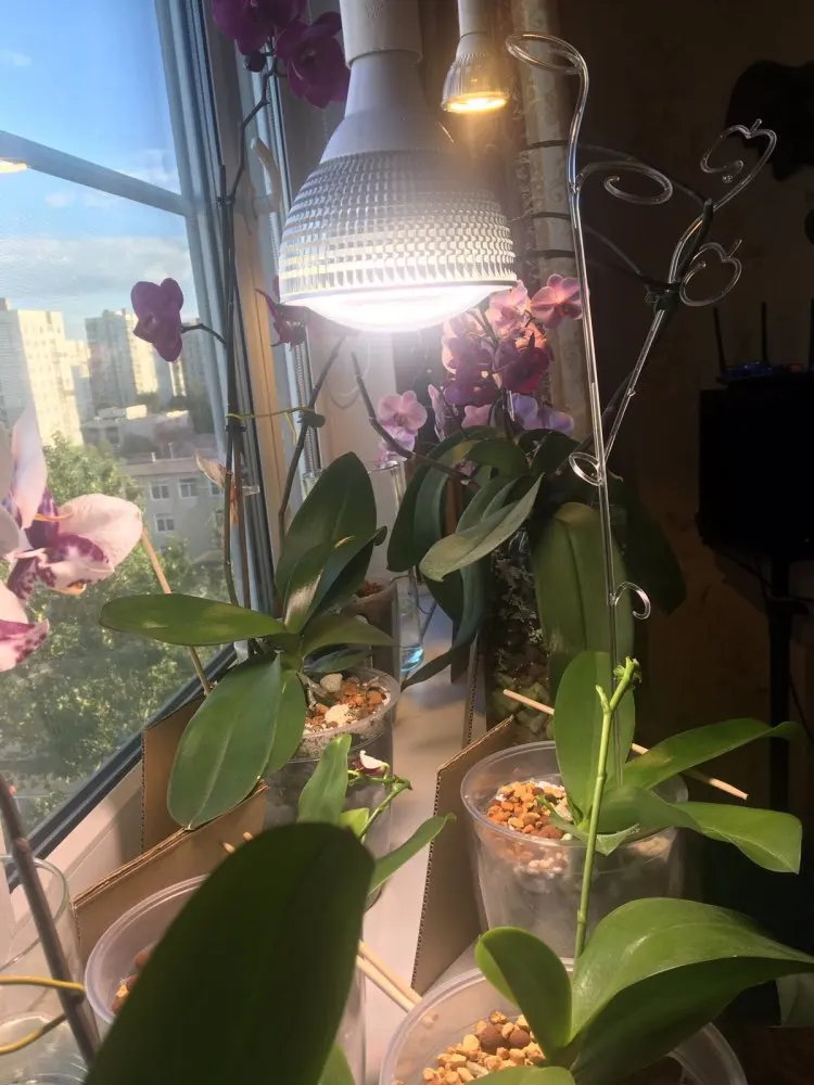 Description Picture 4 of item150W Phyto Lamp Full Spectrum Grow Light 200LEDs Plant Lights Bulb Lighting for Hydroponics Flowers Seeds Plants Indoor GrowBox