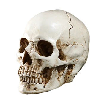 

Human Skull Model Resin Head Life Size 1:1 Replica for Science Lab Halloween Party Ornaments, 9.5 x 9 x 5.5cm