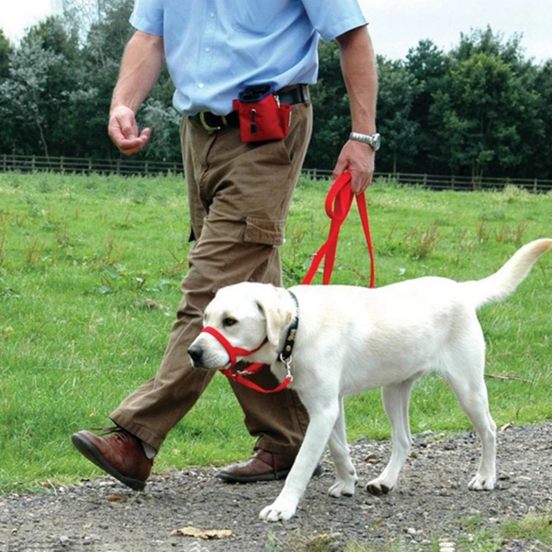 dog head halter training