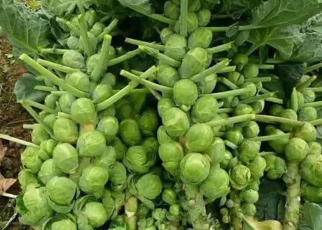 100 шт Высокое качество Brassica oleracea P-semillas-органические овощные наборы