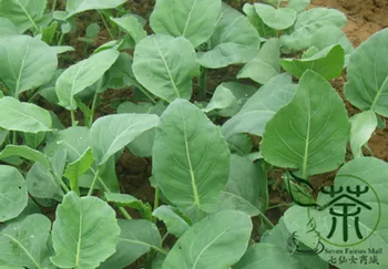 

Brassica Alboglabra Chinese-Kale Gai-Lan Jie-Lan