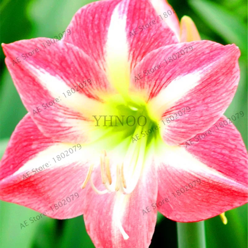 Красивая расцветка amaryllis цветок карликовые деревья, 100 шт./пакет, Hippeastrum rutilum, Высокая скорость прорастания - Цвет: 6