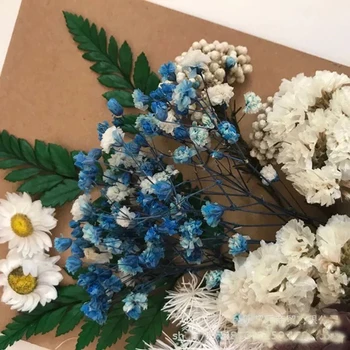 

1Pack Nature Fresh Preserved Flowers,DIY Press Floral for Photo Frame Card Gift Box Wedding Decor ,Valentine's Day Gifts