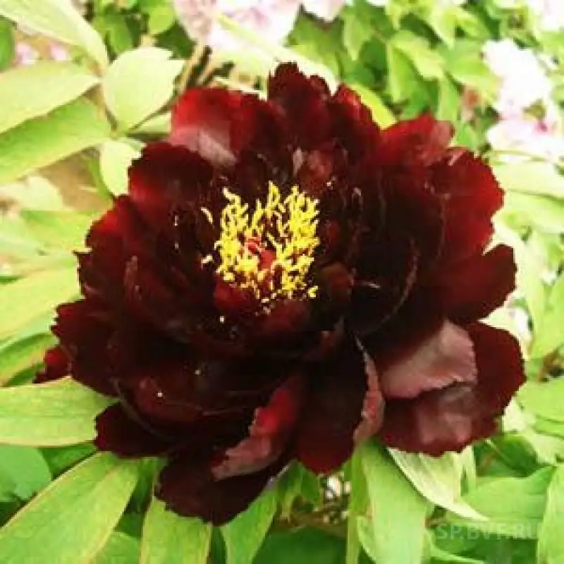 Пион Золотая Россыпь Купить