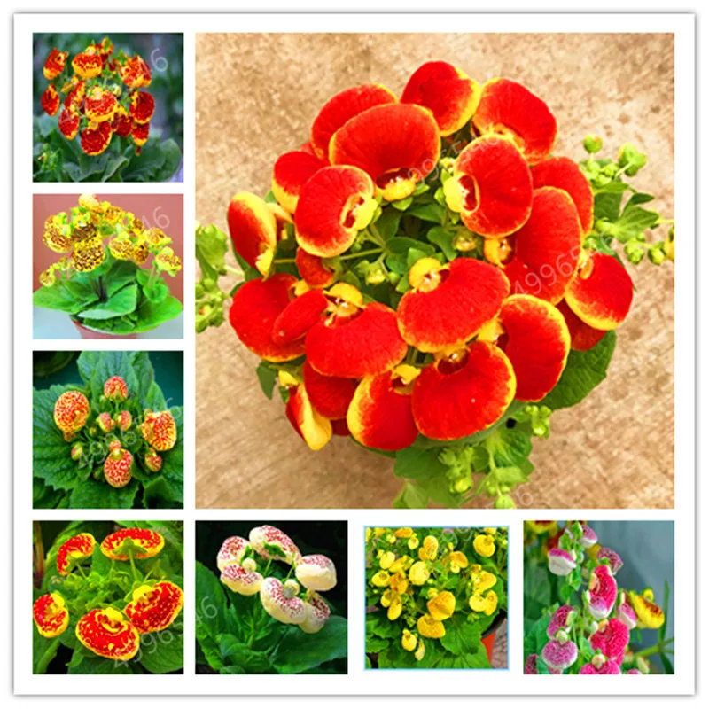 

100 pcs Dicentra