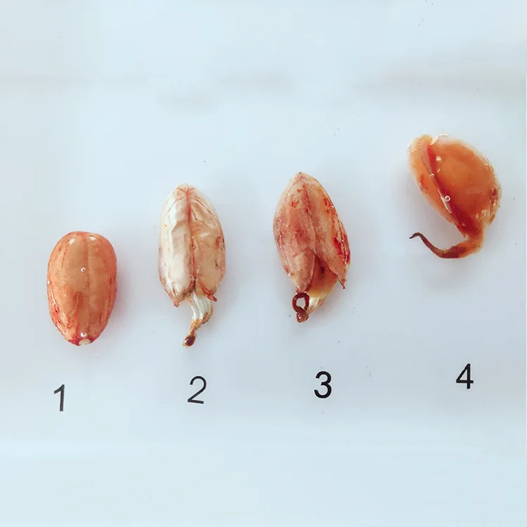Образцы истории роста растений из смолы Кукуруза арахис бобов, пшеницы, процесс прорастания риса, модель биологии Botany учебные материалы