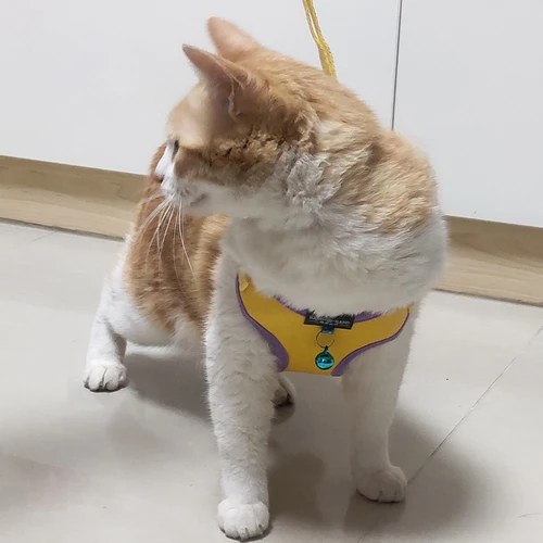 애완동물 고양이 하네스 조끼, 종 달린 조절 가능한 하네스, 산책 가죽 끈, 새끼 고양이 강아지 소형 중형견 모조 가죽 2