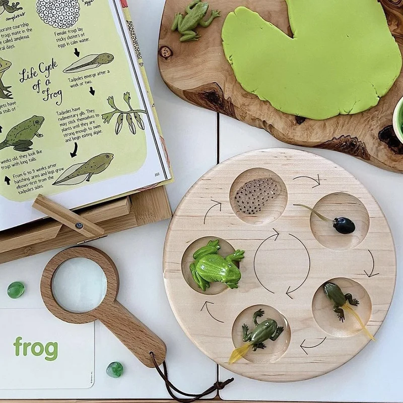 Wooden Animal Life Cycle Board Children Toys Montessori Teaching Aids Plant Growth Cycle Model Set Life Science Educational Toys 3