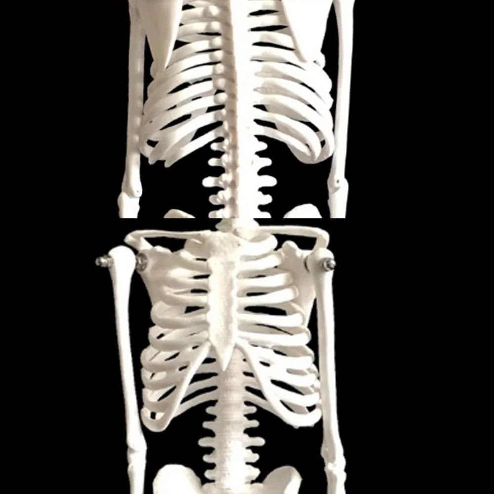Гибкая модель искусственной анатомии 45 см|artist model|artist anatomy modelartist |