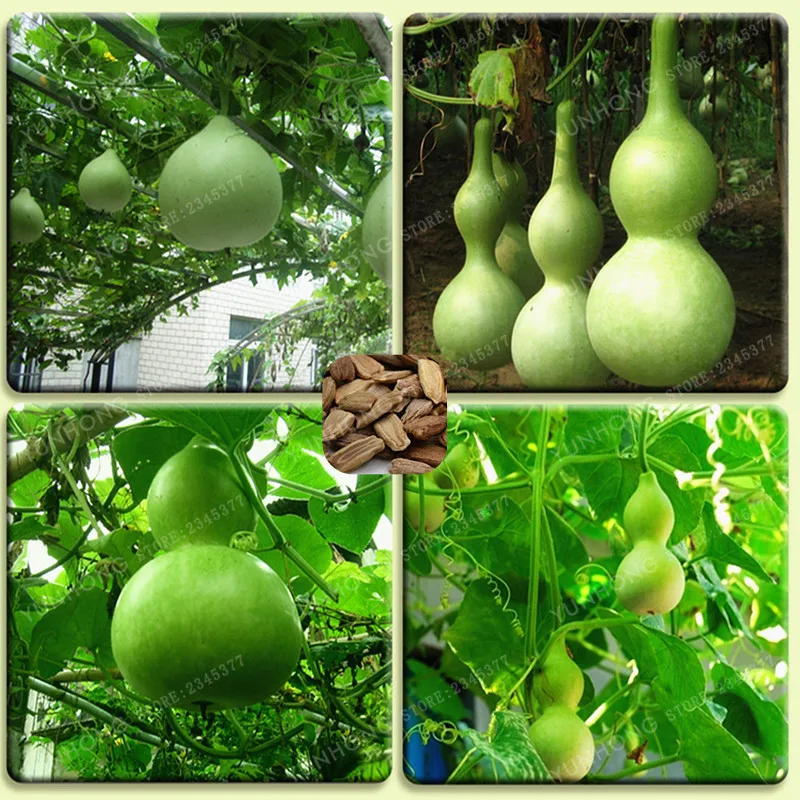 10-Pcs-New-Bottle-Gourd-Bonsai-Big-Wine-Gourd-Spoon-Lagenaria-Siceraria-Bonsai-Calabash-Gourd-Vegetable