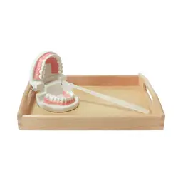 Монтессори щеткой зубы практичная материал с лотком Обучающие игрушки Монтессори для детей Juguetes Монтессори ML1064H