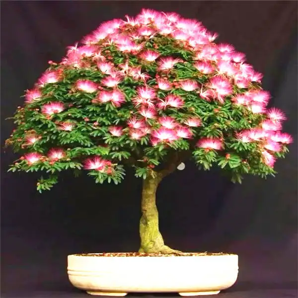 20 шт Albizia(акация) Julibrissin дерево(Мимоза/персидское шелковое дерево) мини цветок бонсай в горшках, diy домашний миниатюрный садовый завод