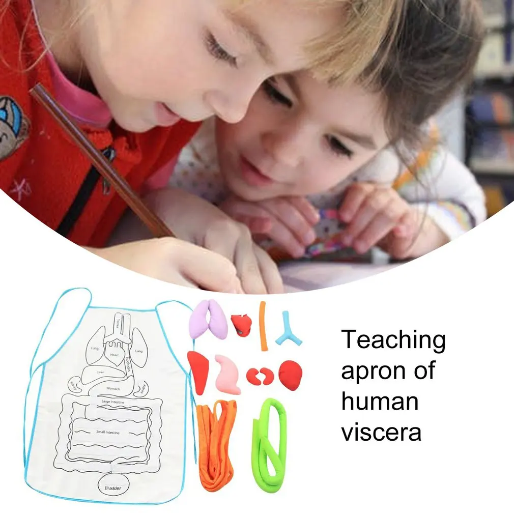  Human Internal Organs Teaching Apron Baby Early Education Apron Puzzle Apron Organ Apron Body Stere - 4000545530719