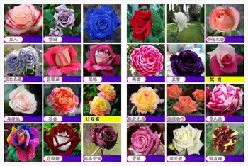 

Rose Seeds Flower Seeds Wholesale 50 PCS
