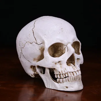 

Simulation Skull Head Resin Replica Prop Ornament for Halloween Decoration MYDING