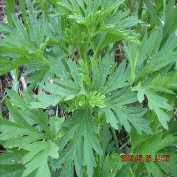 

100pcs-1000pcs high quality wild wlant motherwort seeds, Leonurus seeds,,99% high germination rate,free shipping