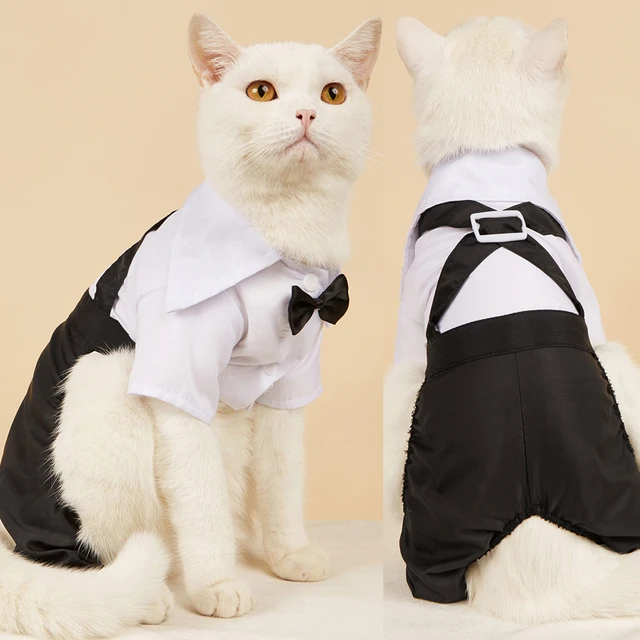 Gatos tuxedo: quando os patudos usam smoking