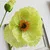 light green 5 piezas de amapola искусственные de seda фарфор de amapola decoración de fiesta de novia de fiesta de boda - Цвет: light green