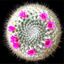 Лучшее предложение! Semillas De Flores 100 шт./упак. суккуленты необработанный камень кактус бонсай стебли Tetragonia цветы в.,# B5DXLT