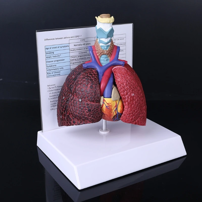 Anatomical Model Lung Respiratory System Human Anatomical Model