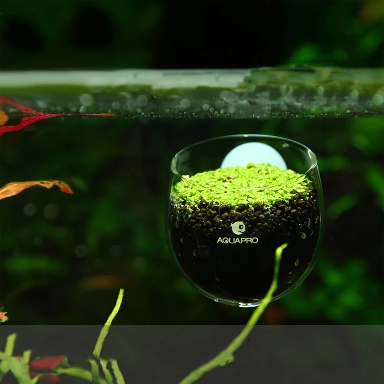 Мини красная креветка аквариумная рыбка аквариумная Хрустальная стеклянная чашка для растений держатель