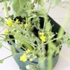 Garden Supplies