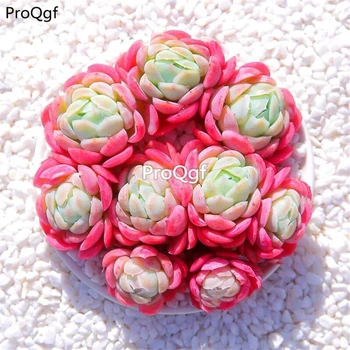 

Ngryise 1Pcs A Set icecream berry