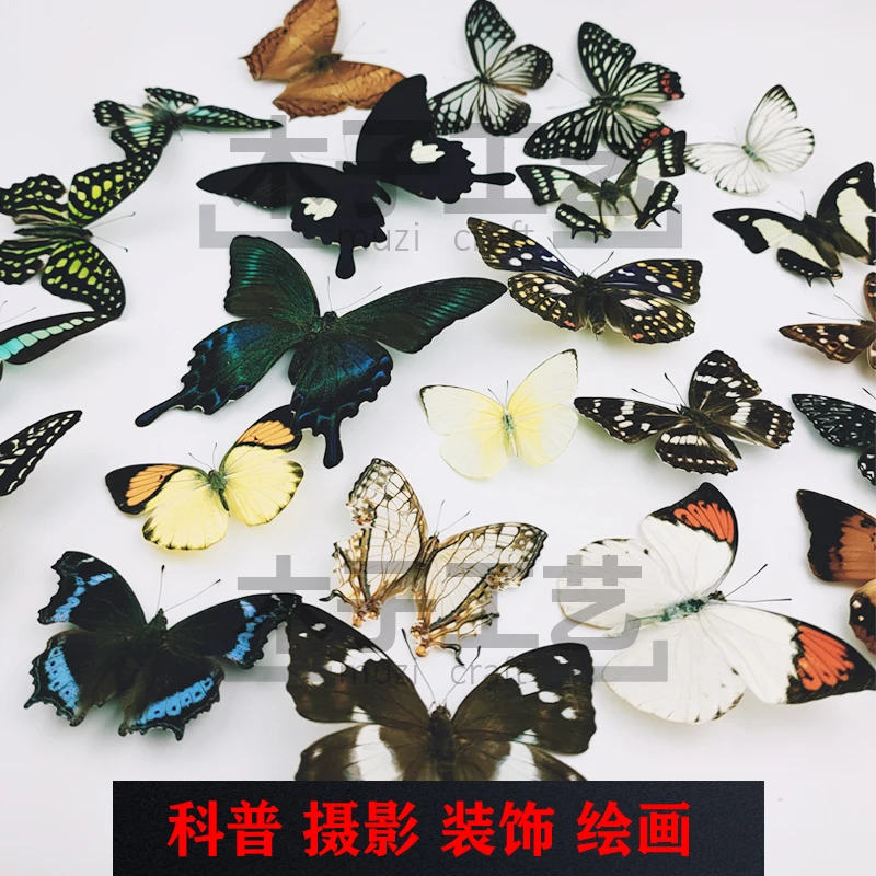 Real Butterfly Specimen Insect Specimen Teaching Specimen DIY Self-sealing Bags Optional Varieties  home accessories