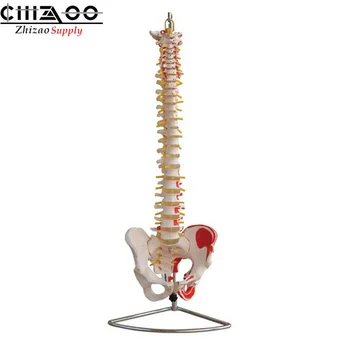 

New Style Vertebral Column with Pelvis and Painted Muscles Model Spine Model