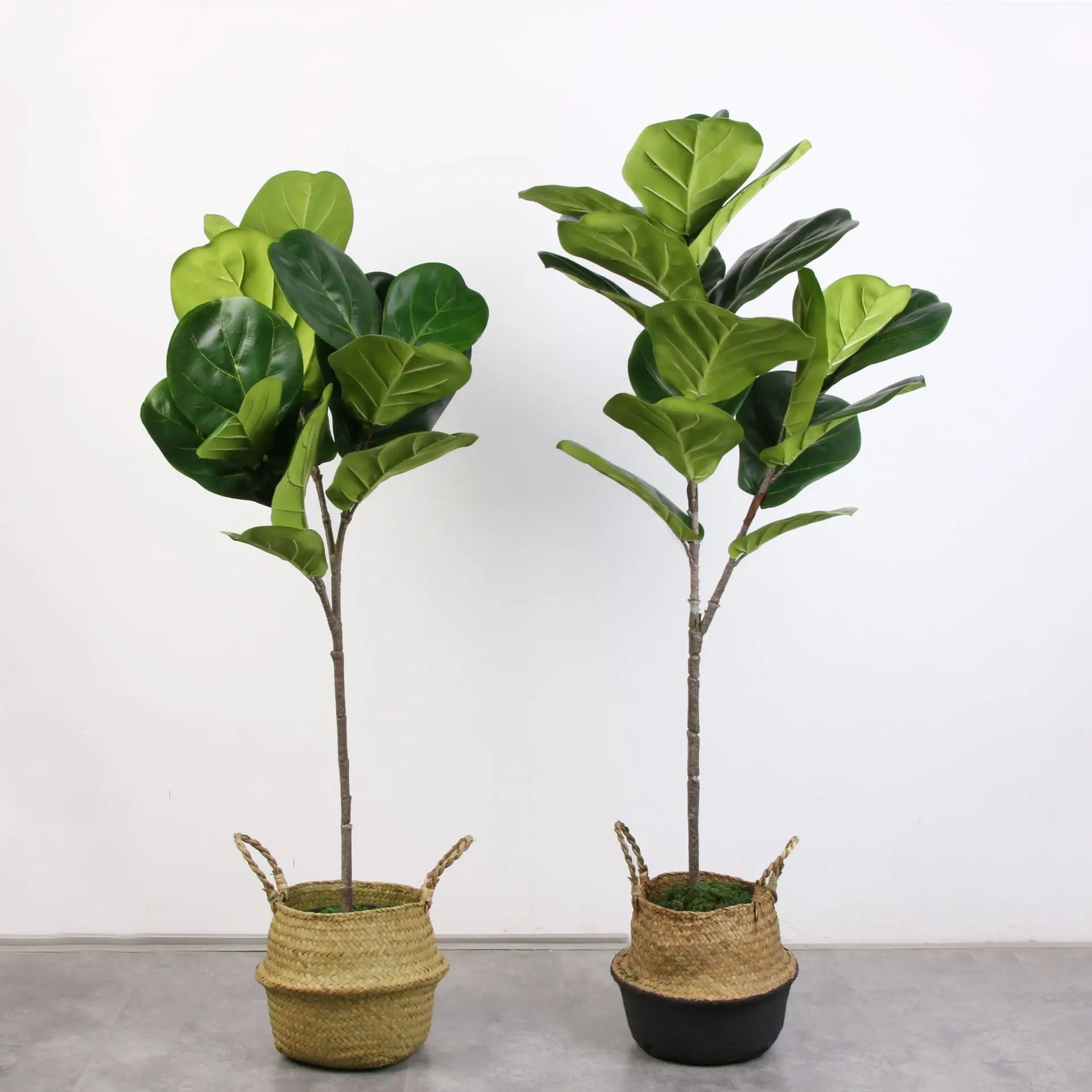 

Manufacturers Direct Selling Model Ficus Lyrata Green Plant Potted Plant Household Office Decoration Wholesale Single Stem Long