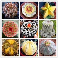 200 Редкий микс литопс Флорес живые камни суккулент кактус органический сад оптом Плант, Планты бонсай для комнатных суккулентных растений