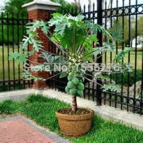 PAPAYA- RED LADY DELICIOUS - 50 FINEST P-semillas *