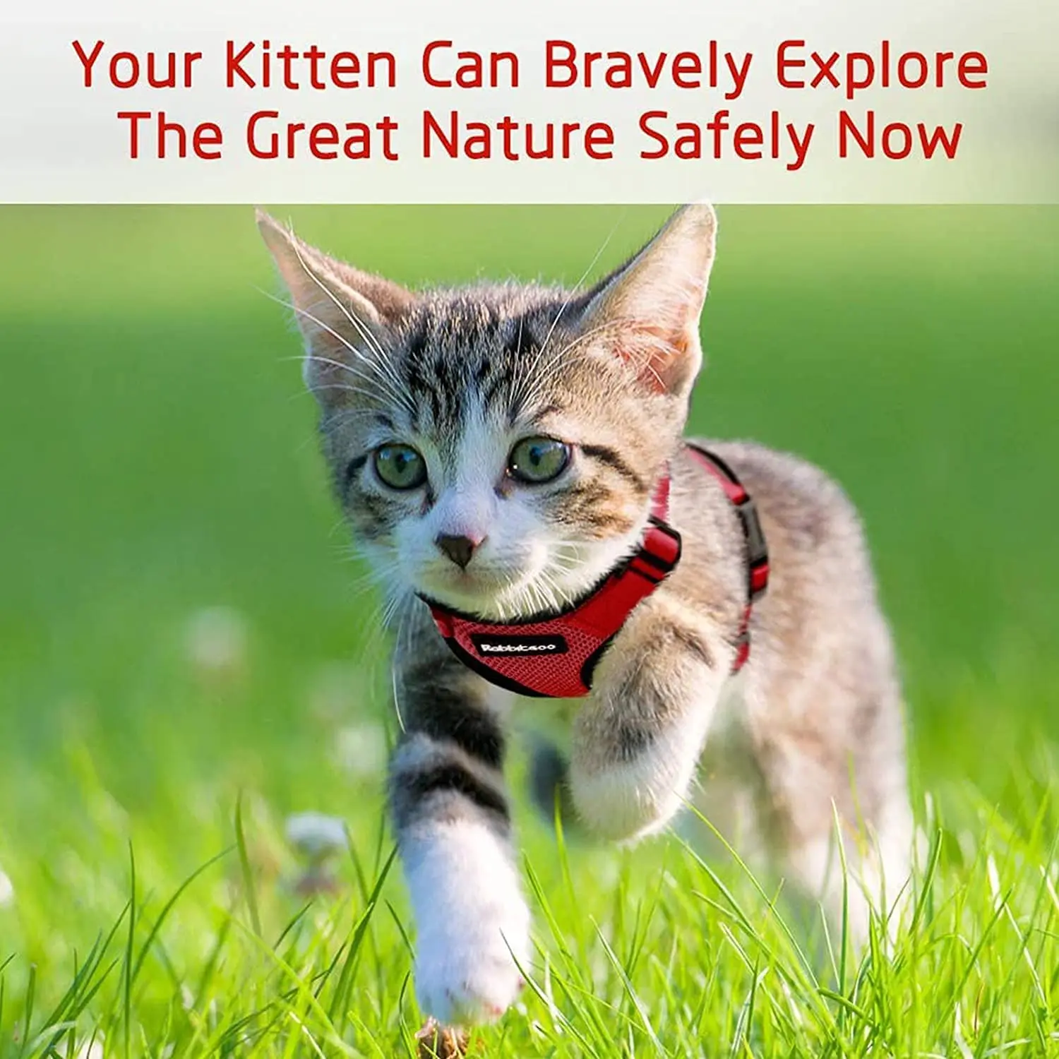 Yiwong Imbracatura Semplice per Gatti Imbracatura per Gatti a Prova di Fuga con Imbracatura per Gatti con Fibbia di Sicurezza Regolabile per Passeggiate all'aperto Yiwong Imbracatura Semplice per Gatti Imbracatura per Gatti a Prova di Fuga con Imbracatura per Gatti con Fibbia di Sicurezza Regolabile per Passeggiate all'aperto