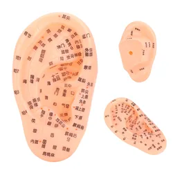 Human Ear Acupuncture Model With Acupuncture Points Ear Massage Model Meridian Acupoint Model Ergonomic Acupuncture Ear Learning