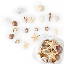 1/2/5 caixa natural mini conch conchas mar mar praia ornamentos concha design concha epóxi molde enchimento casa deco manicure ferramentas