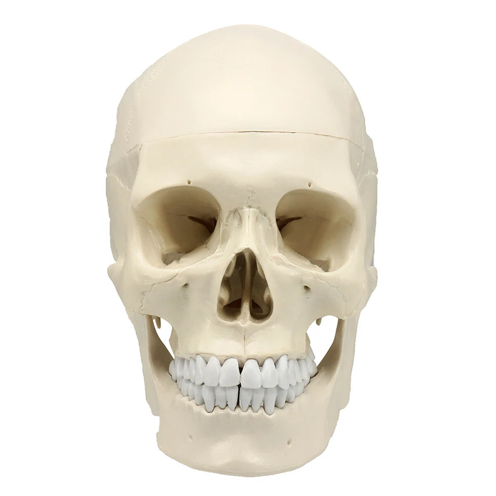 

Realistic Replica Human Skull Model Life Size Equipment Skeleton Party Anatomical Medical Teaching Art Tracing Props Decoration