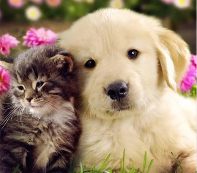 36020190315211729737