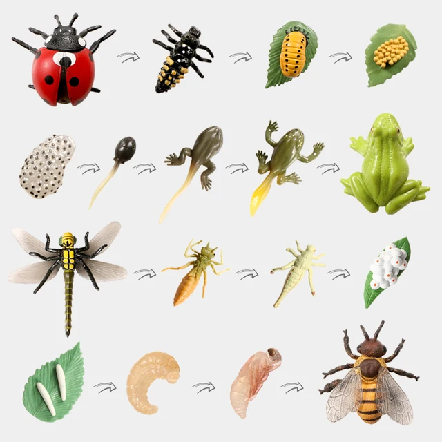 Simulation Life Cycle of Insect Animal Growth Cycle Models,Butterfly,Frog Action Figures Collection Science Educational Toys Kid 1