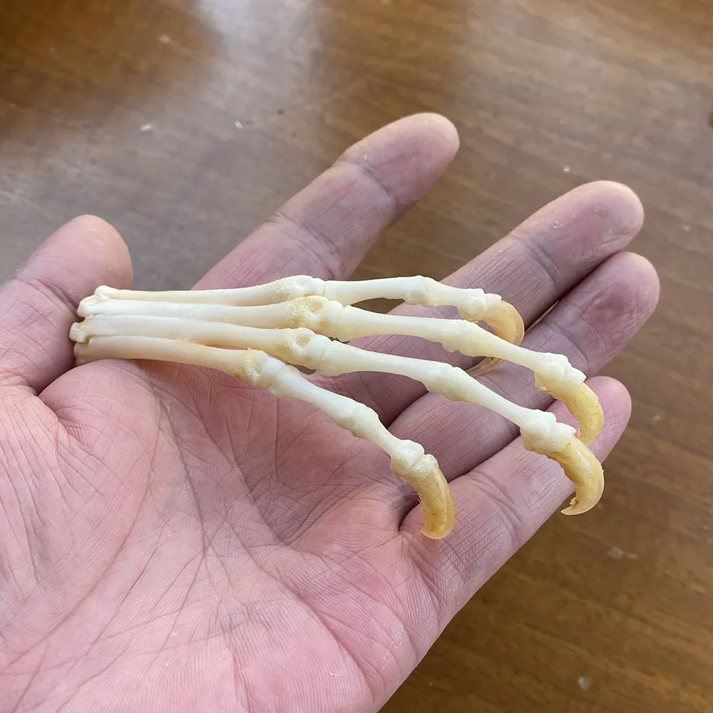 10 pces real crânio raposa vermelha, raposa