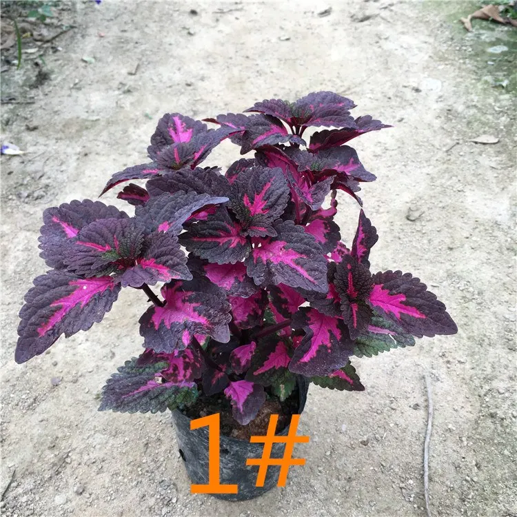 50 шт. свежий настоящий Plectranthus scutellarioides Лист S 1-25 - Цвет: 1