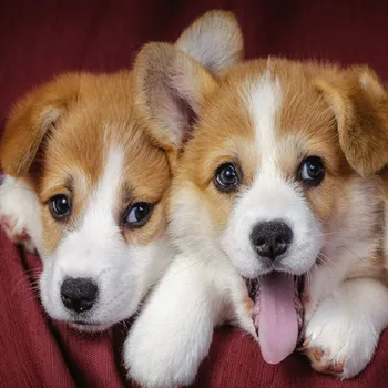 

Diamond Painting Corgi Dog 5d Diy Mosaic Full Square Round Drill Diamant Of Rhinestone Daimond Embroidery Pictures Sale