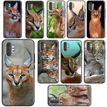 Caracal Chat Prix Aliexpress Caracal Chat Prix Aliexpress