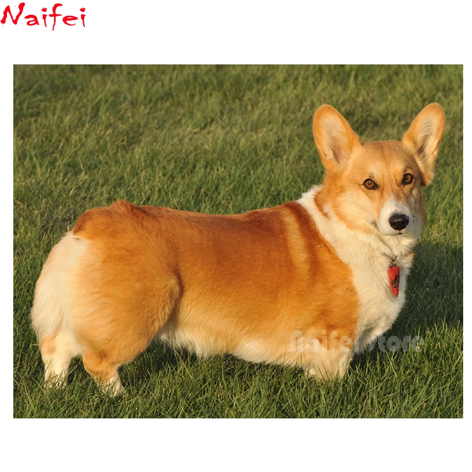 5D DIY diamond painting Dogs Welsh Corgi Cross Stitch Diamond Embroidery color Grass Animals photo Rhinestone mosaic Room Decor | Дом и сад