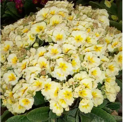 1 50 шт. настоящая Европа Primula acaulis, Примула Редкие - Цвет: 1