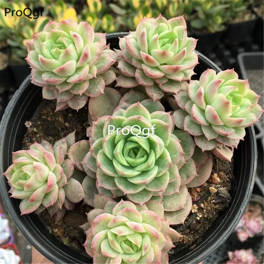 Ngryise 1 шт. набор lime chili succulent cluster